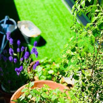 ベランダハーブ園の投稿画像一覧 Greensnap グリーンスナップ