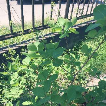 スモークツリー ピンクパールの投稿画像一覧 Greensnap グリーンスナップ