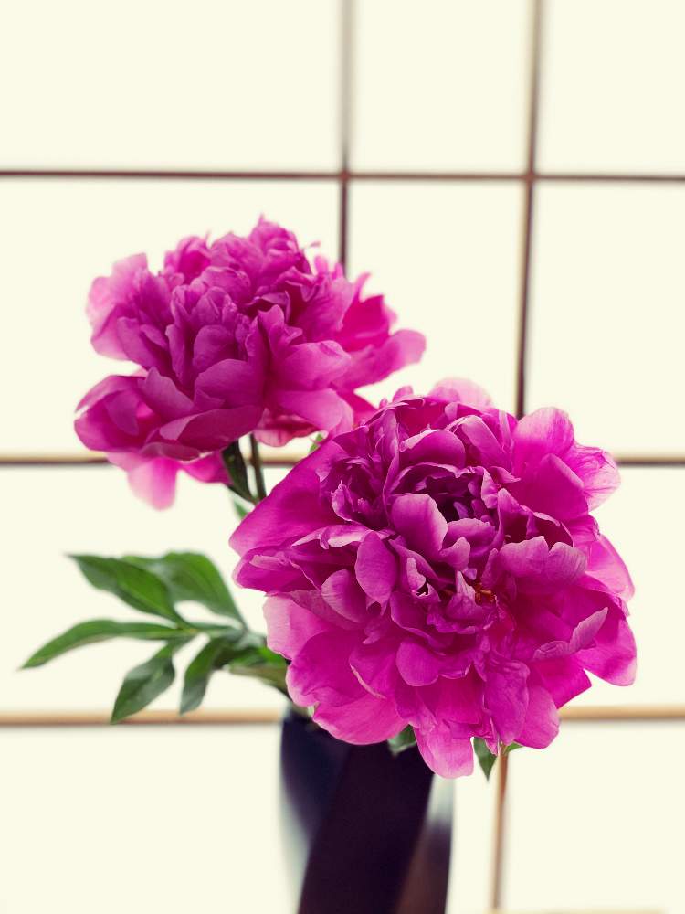 しゃくやく 芍薬 の投稿画像 By Izuminさん 和室と花瓶と花のある暮らしと癒しの空間と切り花を楽しむと花瓶と花のある暮らしと癒しの空間と切り花を楽しむ 月5月14日 Greensnap グリーンスナップ Greensnap グリーンスナップ