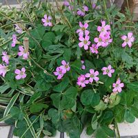 ムラサキカタバミの画像