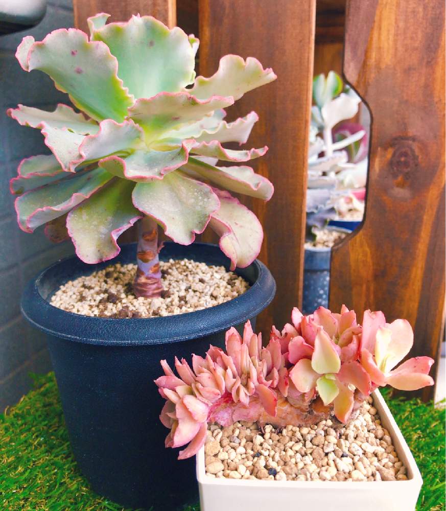 高砂の翁の投稿画像 By かzuさん 高砂の翁 綴化と多肉植物と綴化多肉とおうち時間とおうち園芸と多肉女子と成長記録と購入記録と多肉初心者とエケベリア属とバルコニー ベランダとおどろおどろ同好会とかずの 高砂の翁と多肉植物と綴化多肉とおうち時間とおうち園芸と多肉