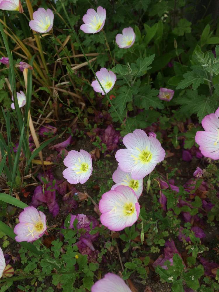 ピンク ぴんく Pinkの投稿画像 By ふらわさん 乙女ピンクとピンクの花とはなはなとピンク ピンクと美しい花とピンクと相談と可愛いと花 のある暮らしと綺麗な葉と素朴な花と素敵 月5月14日 Greensnap グリーンスナップ