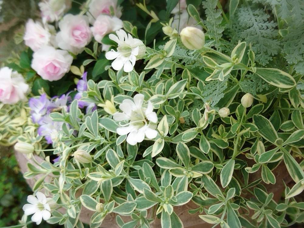 シレネ ユニフローラの投稿画像 By かます号さん シレネ ユニフローラ ドレッツバリエガータとおうち園芸 月5月14日 Greensnap グリーンスナップ