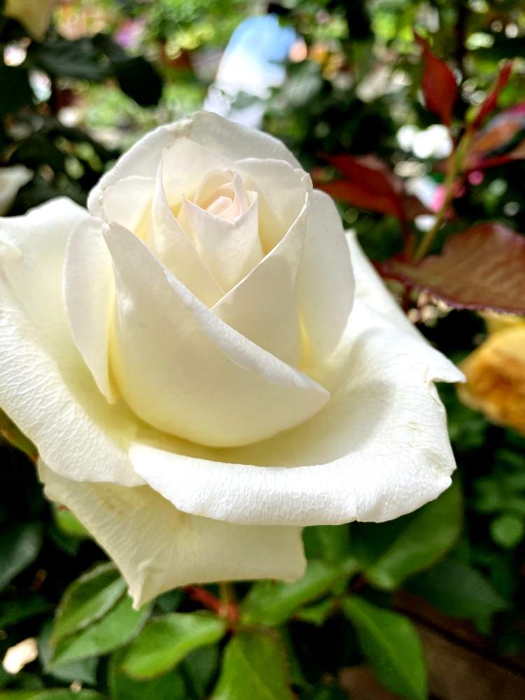 アイスバーグ21の投稿画像 By Nanairofさん 花のある暮らしと鉢植えの薔薇とgs皆様ありがとうとgsの皆さまに感謝 月5月14日 Greensnap グリーンスナップ