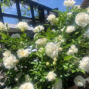 薔薇　サマースノーの画像 by mutsuchiyanさん | 小さな庭と薔薇　サマースノーとグリーンのある暮らしと癒しと愛しいと蕾が沢山とありがとうと美しいとGreenSnapmarcheと真っ白と可愛いとガーデニングと小さな小さな庭と花のある暮らしとGREEN UP!と薔薇の花