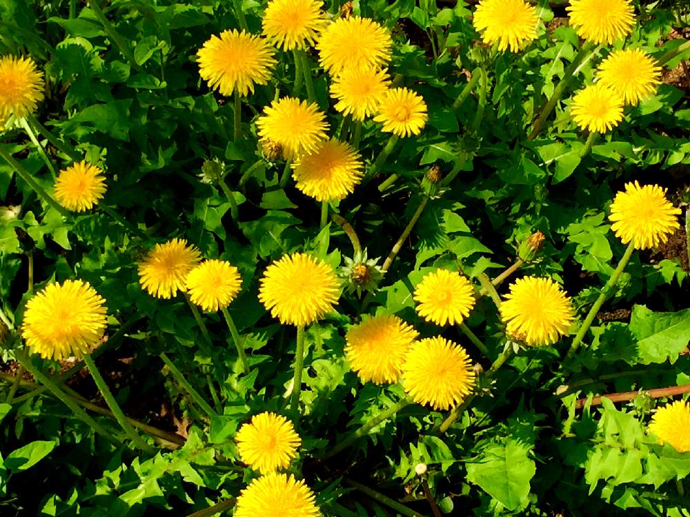 たんぽぽの投稿画像 By ぴぽさん 黄色い花とたんぽぽの花 月5月14日 Greensnap グリーンスナップ
