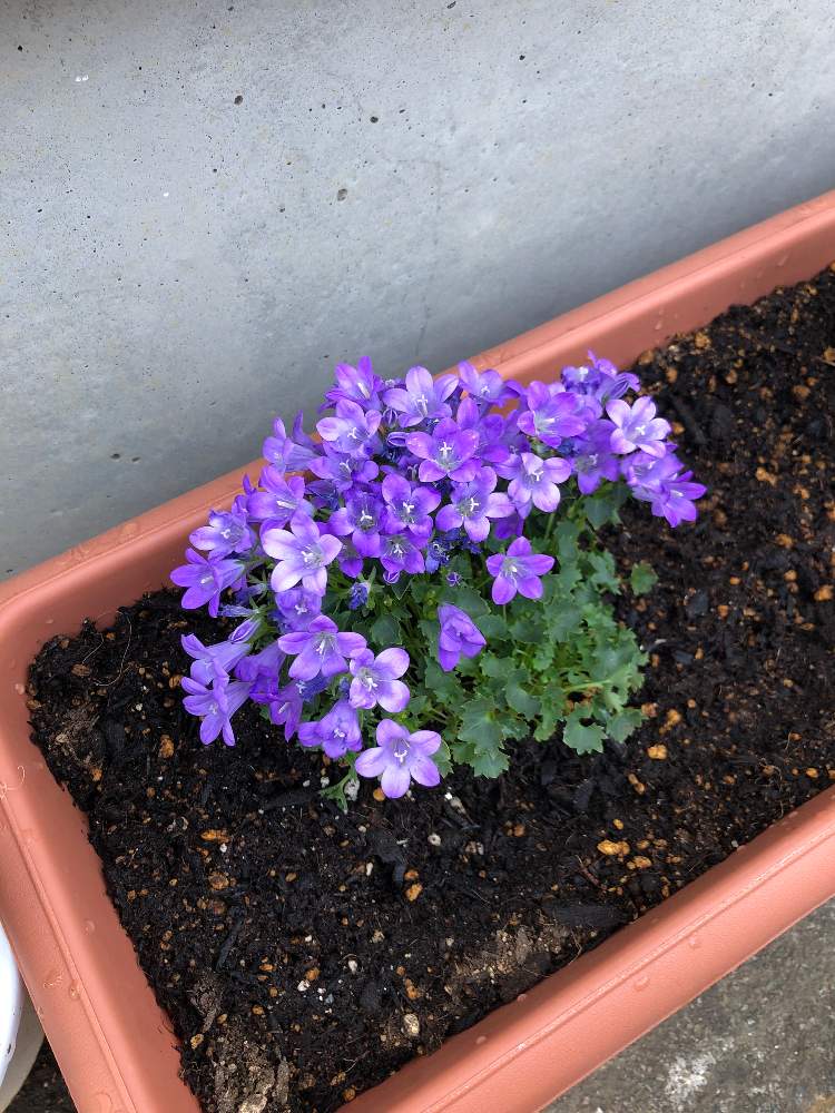 ベルフラワーの投稿画像 By カショーさん 月5月14日 Greensnap グリーンスナップ