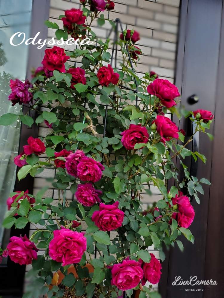 オデュッセイア の投稿画像 By みーわんさん おうち園芸とコロナに負けるな とgsミニモニ とgsでバラ園と薔薇 とチーム愛知とオデュッセイア とおうち園芸とコロナに負けるな とgsミニモニ とgsでバラ園と薔薇 とチーム愛知 月5月14日 Greensnap
