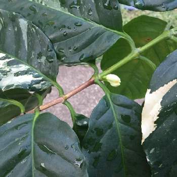 コーヒーの木とパキラの投稿画像一覧 Greensnap グリーンスナップ