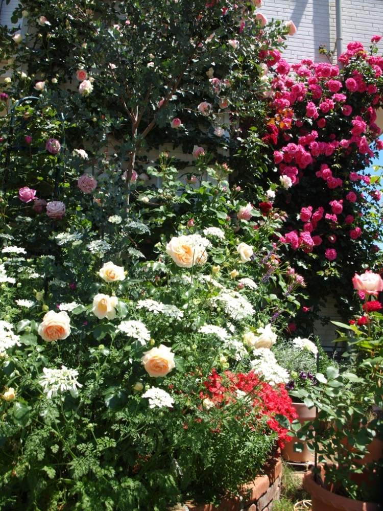 マリー アントワネットの投稿画像 By Puttinさん つるバラ壁面誘引とばら バラ 薔薇と手作りの庭とピンクのバラ とつるバラ とおうち園芸と おうち園芸 フォトコンテストとガーデニングとバラが好きと花のある暮らしとバラの地植えとロザリアン 月5月14日