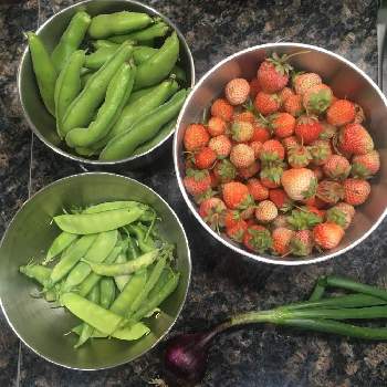 空豆収穫の画像 by Siri H.さん | キッチンとおうちde菜園と苺収穫と赤玉ねぎ収穫と空豆収穫