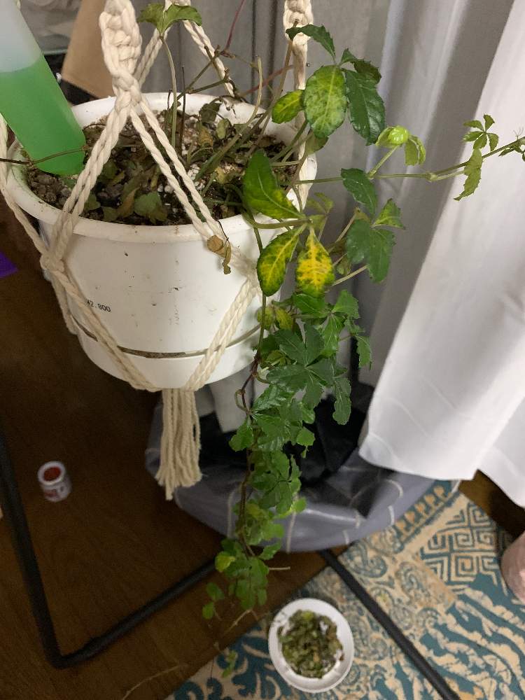 シュガーバインの投稿画像 By ばらさんさん 相談 月5月14日 Greensnap グリーンスナップ