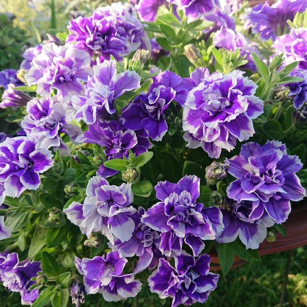 ペチュニアの投稿画像 By Hideさん 冬越しと2年目と紫色の花と八重咲きとガーデニングと花のある暮らし 月5月14日 Greensnap グリーンスナップ