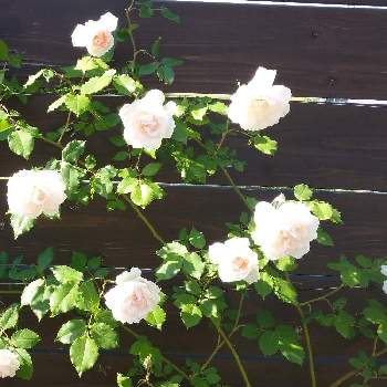 バラ マダムアルフレッドキャリエールの画像 by oyuudonさん | 小さな庭とばら バラ 薔薇とバラ マダムアルフレッドキャリエールとつるバラとおうち園芸と花のある暮らし