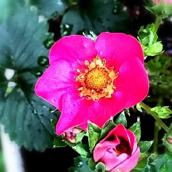 赤花いちごトスカーナの画像 by so.raさん | 小さな庭と赤花いちごトスカーナと花のある暮らしと花の応援メッセージとふりそそぐ光のなかでと私の庭のトスカーナ