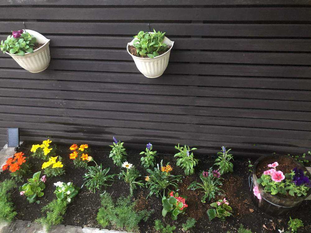 南向きの花壇 Greensnap グリーンスナップ