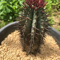 E.horbia'daiso No.2',多肉植物,ユーフォルビア,100均多肉,花のある暮らしの画像