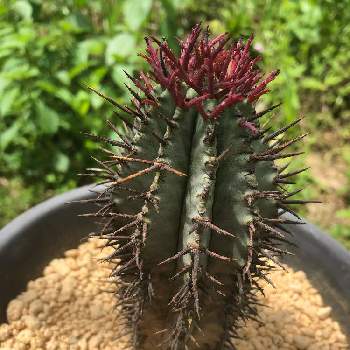 サボテン,エケベリア,オーロラ,火祭り,乙女心の画像