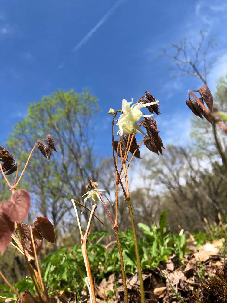 リラさんの投稿画像 月5月14日 Greensnap グリーンスナップ