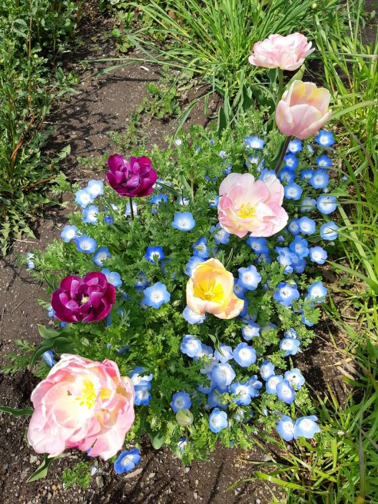 チューリップの投稿画像 By ゆかルージュさん ネモフィラとチューリップアンジェリケとおうち園芸 月5月15日 Greensnap グリーンスナップ