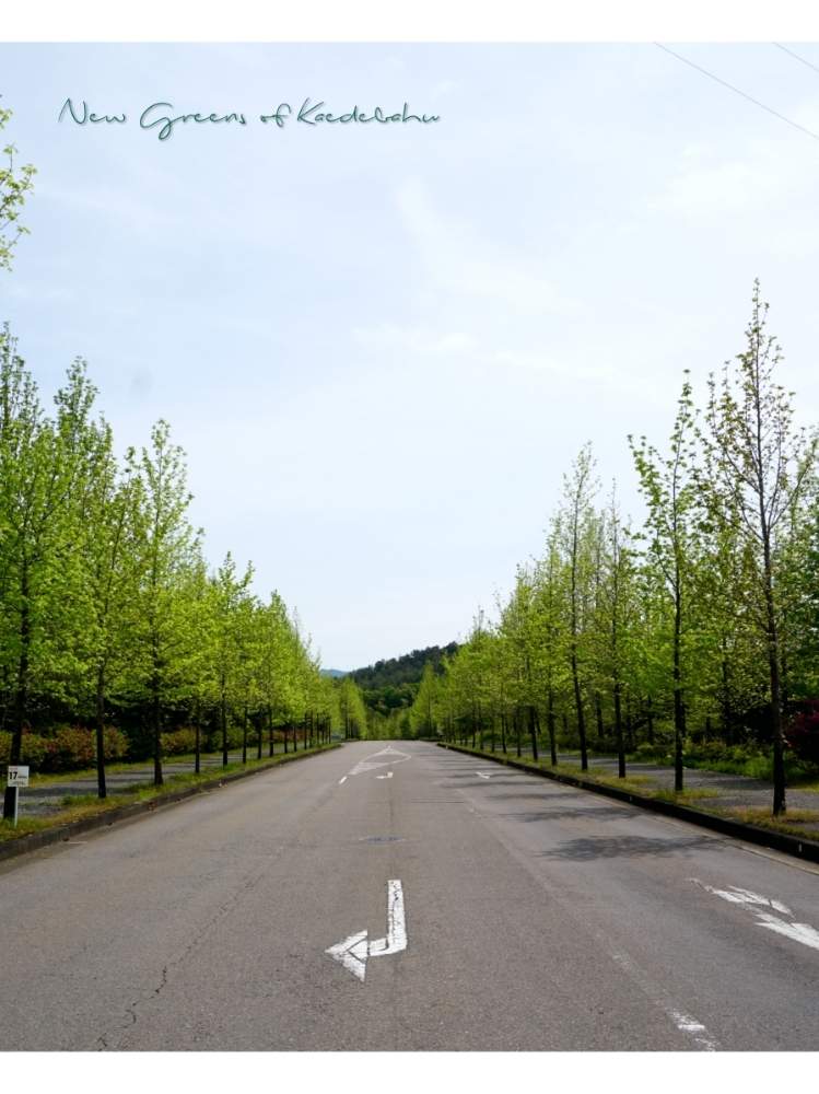 モミジバフウの投稿画像 By Toshi722さん 新緑と岐阜県と並木と関市とお出かけ先と新緑と岐阜県と並木と関市 月5月15日 Greensnap グリーンスナップ Greensnap グリーンスナップ