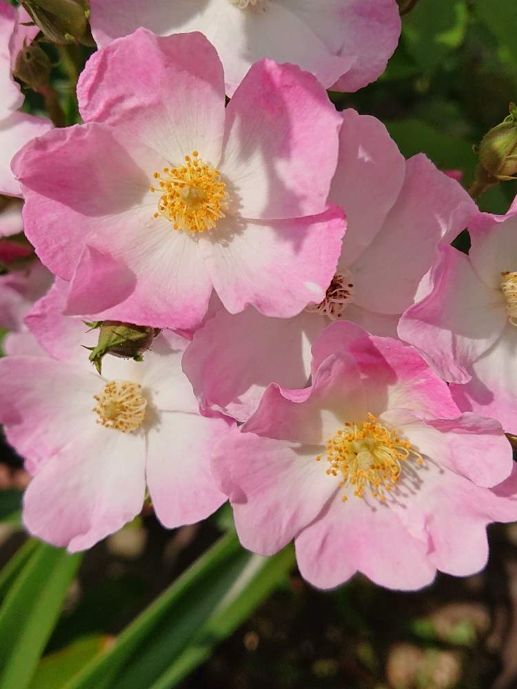 野ばらの投稿画像 By ママさくらさん 開花とステイホームとばら バラ 薔薇と神奈川と癒しとこどもと暮らすとおうち園芸とピンクとはるとガーデニングとかわいいと薔薇バレリーナ 月5月15日 Greensnap グリーンスナップ