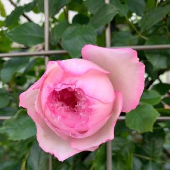 バラ ザミルオンザフロスの投稿画像一覧 Greensnap グリーンスナップ