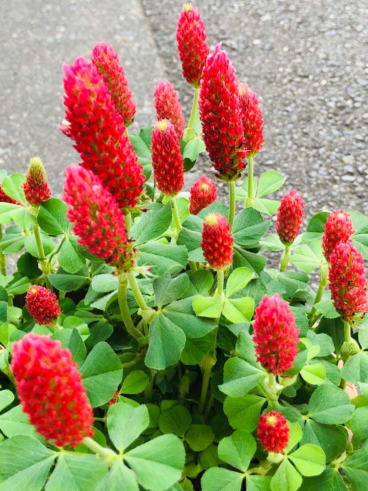 ストロベリーキャンドルの投稿画像 By ピンクの サンダルさん ベニバナツメクサとキュンキュン乙女倶楽部といちご大好きと感謝とgs映えと元気 と祈りとおうち園芸と おうち園芸 フォトコンテストとニコニコ と 花のある暮らし 月5月15日 Greensnap グリーン