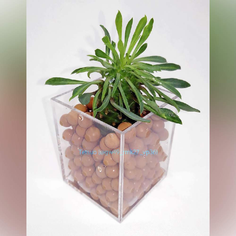 ソテツキリンの投稿画像 By Tetsuoさん パイナップルコーンと多肉植物と多肉男子と観葉植物とハイドロカルチャーとハイドロボールとgs映えとgs日和と今日の一枚と胴切りと成長記録とユーフォルビア 月5月15日 Greensnap グリーンスナップ