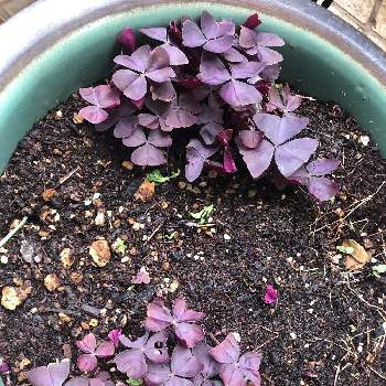 芽が出てきましたの画像 by ❤︎Hypnotic❤︎さん | 小さな庭と大型オキザリスとやめよう無断転載と芽が出てきましたとドデカイ陶器鉢とピンク色の可愛いお花と紫の葉綺麗❣️