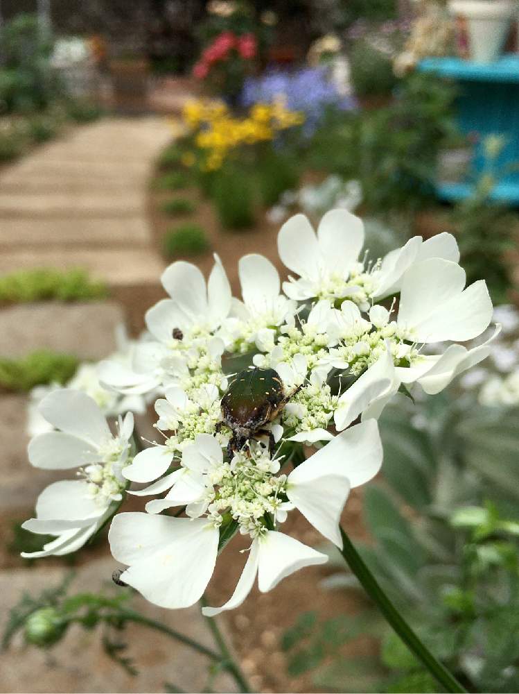 オルラヤホワイトレースの投稿画像 By Hanahiroさん にわとおうち園芸と花のある暮らしと白い花とお花畑作成中と足の踏み場もない庭 月5月15日 Greensnap グリーンスナップ