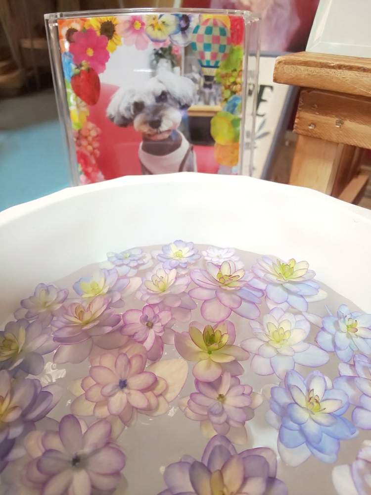 アジサイの投稿画像 By よっこさん 紫陽花とあじさいと紫陽花 あじさい アジサイとおうち園芸とおうちで飾るお花 と部屋とおうち園芸とおうちで飾るお花 月5月15日 Greensnap グリーンスナップ Greensnap グリーンスナップ