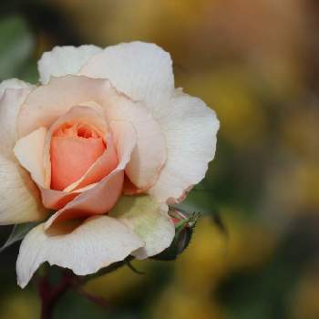 ザビエル･デ･フライシネッテ薔薇の画像 by メイプルママさん | 広い庭とザビエル デ フライシネッテとフランスのバラと春の庭とこんな時こそ花をとおうち園芸と『おうち園芸』フォトコンテストとバラ・オールドローズとザビエル･デ･フライシネッテ薔薇と鳥取県と花のある暮らしと薔薇♪とばら 薔薇 バラとギョーの薔薇とGuillotとジェネロサシリーズとギヨー、ジェネロサシリーズとニューオールドローズ