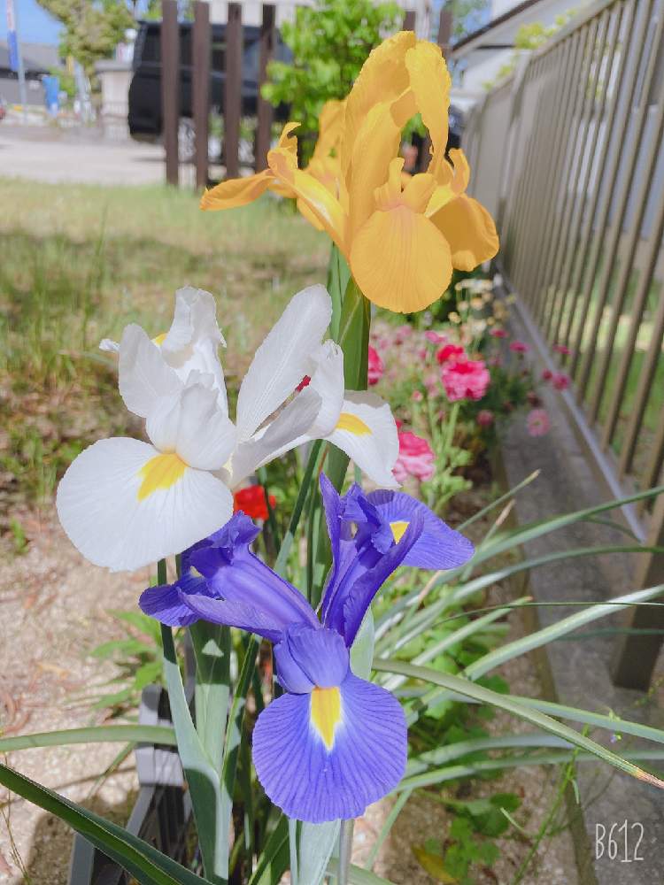 球根植物の投稿画像 By Ayumiさん 秋植え球根と美しいとアイリスの花 2020月5月15日 Greensnap グリーンスナップ