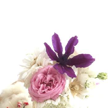 バラ　ルイーズオジェの画像 by さぁやさん | 小さな庭とオルラヤとクレマチス　アフロディーテ・エレガフミナとルイーズオジェとクレマチス　ダッチェス・オブ・エジンバラとばら バラ 薔薇とクレマチス同盟とはなはなと クレマチスとクレマチス♬ときれいとこぼれ種のオルラヤと花に魅せられてとおうちで飾るお花 と可愛すぎる♡とクレマチス キリテカナワ☆と咲いたと花のある暮らしとバラ　ルイーズオジェといやされるとかわいいな♡とバラ・ミニバラとバラとクレマチスとバラを楽しむとキリテカナワ