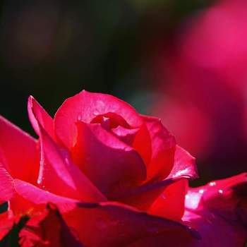 バラ 紅の投稿画像一覧 Greensnap グリーンスナップ