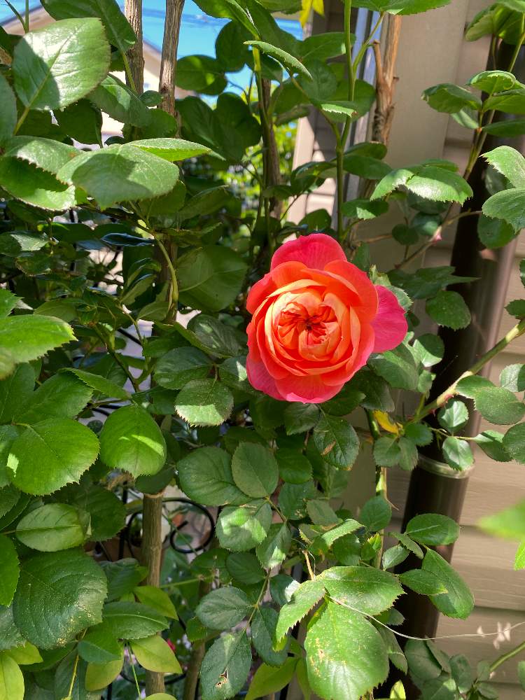バラ ソレイユロマンティカの投稿画像 By コーネリアさん バラ園とクライミングローズと春の庭とつるバラとおうち園芸と四季咲きと花のある暮らしとバラ ミニバラと赤いバラ 月5月15日 Greensnap グリーンスナップ