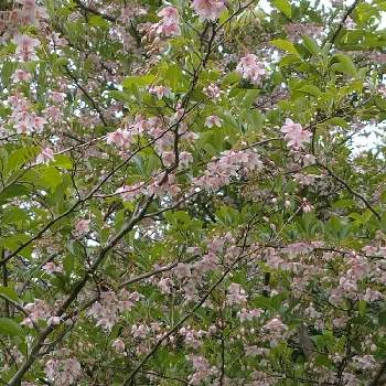 エゴノキ(ピンク)の画像 by ひよたろさん | 花のある暮らしとエゴノキ(ピンク)とおうち園芸