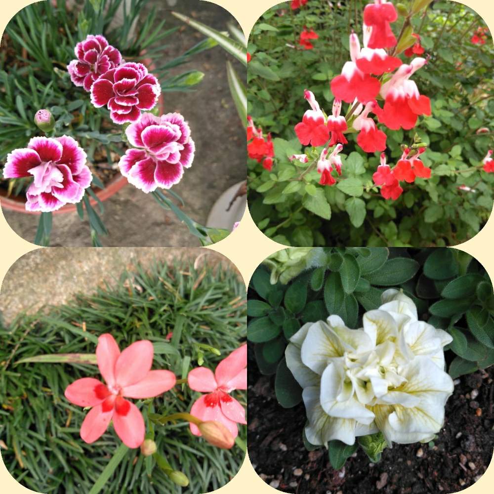 チェリーセージの投稿画像 By にこみさん ペチュニア ギュギュとナデシコミーテとヒメオウギと花のある暮らしとおうち園芸 月5月15日 Greensnap グリーンスナップ