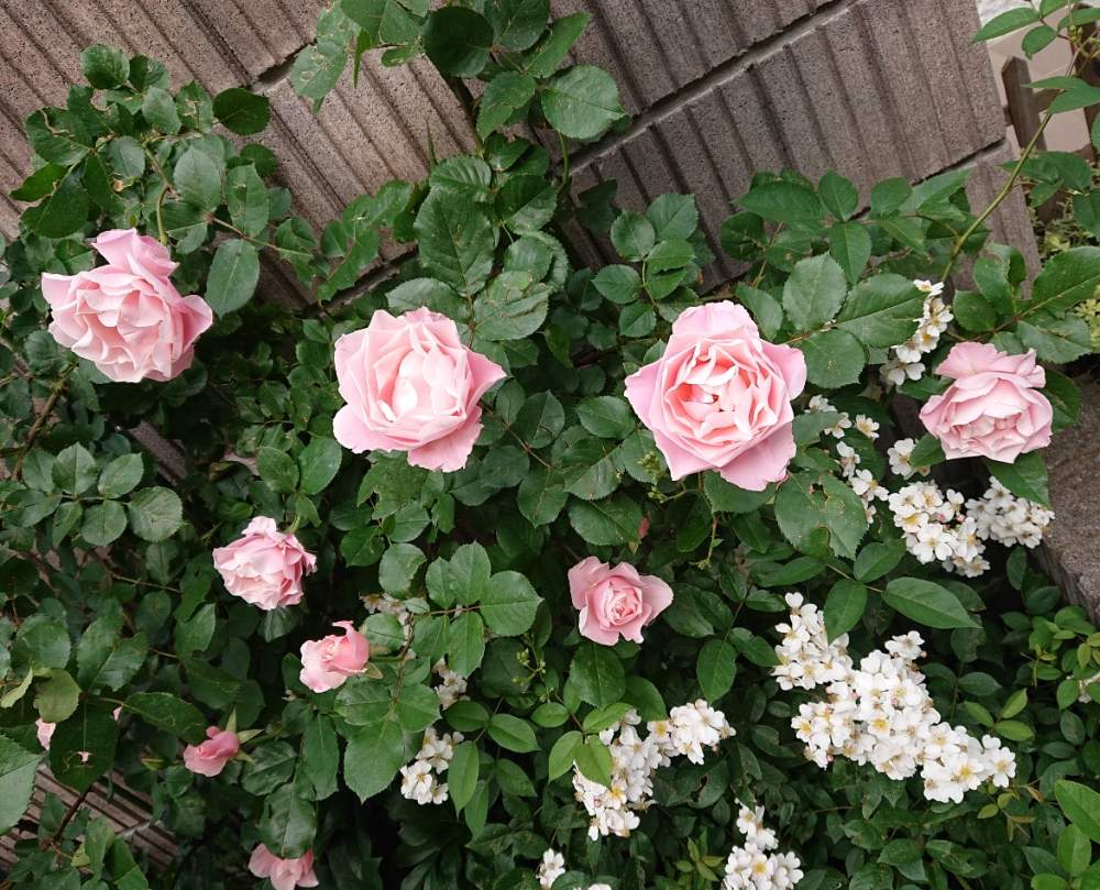 ダフネの投稿画像 By Shimarisuさん ニューサと小さな庭とばら バラ 薔薇とおうち園芸とガーデニングとgsでバラ園と花のある暮らしとバラ ミニバラとばら バラ 薔薇とおうち園芸とガーデニングとgsでバラ園と花のある暮らしとバラ ミニバラ 月5月15日