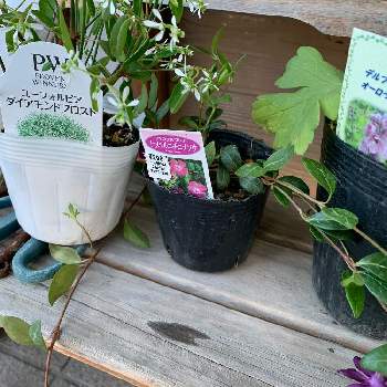 デルフィニウムオーロラモーヴの投稿画像一覧 Greensnap グリーンスナップ