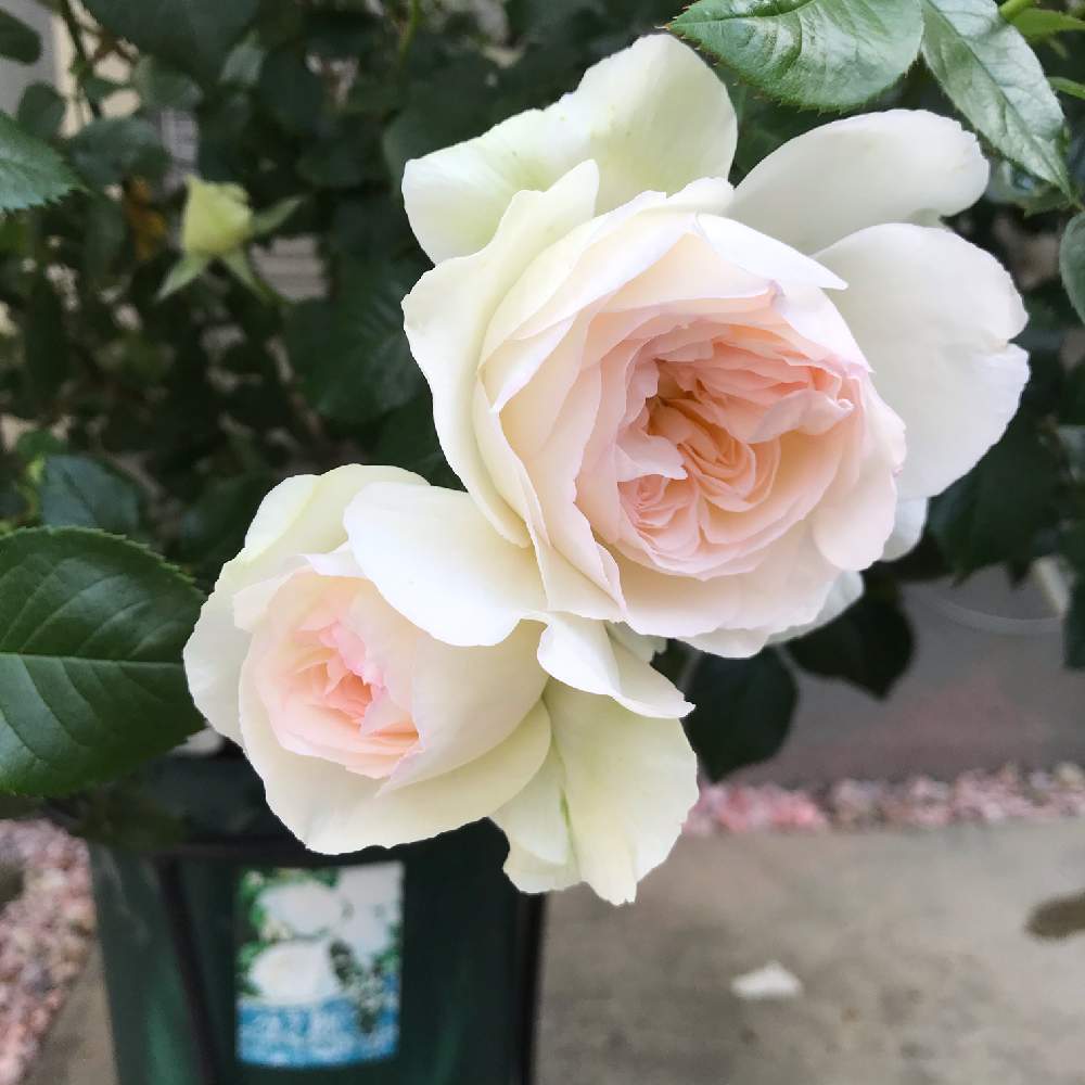 わたしのボレロの投稿画像 By ガーデンローズさん ツーショットと花と暮らすとボレロ バラとマイガーデンとバラ のある暮らしとgs映えとおうち園芸とコロナに負けるな と鉢植えと薔薇と暮らす毎日と薔薇のテラスと花のある暮らしとばら 薔薇 バラとロザリアン 月5月