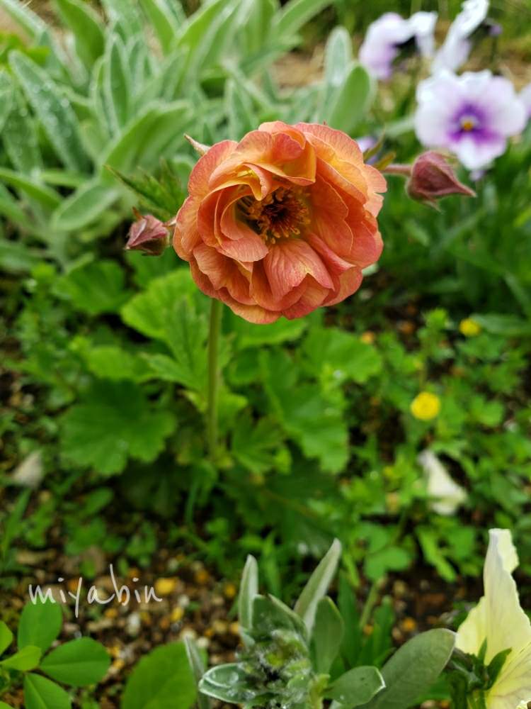 ゲウムの投稿画像 By Miyabinさん ゲウム マイタイとラムズイヤーとビオラと雪国とmiyabin S Garden とネコ好きとgs映えとおうち園芸と黒猫と植中毒と植えっぱなしとstayhomeと花のある暮らしと庭の宿根草 月5月15日 Greensnap グリーンスナップ