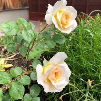 バラ　ムーンスプライトの画像 by windyさん | 小さな庭とバラ　ムーンスプライトとハーブ　サントリナとハーブと薔薇♪と薔薇。