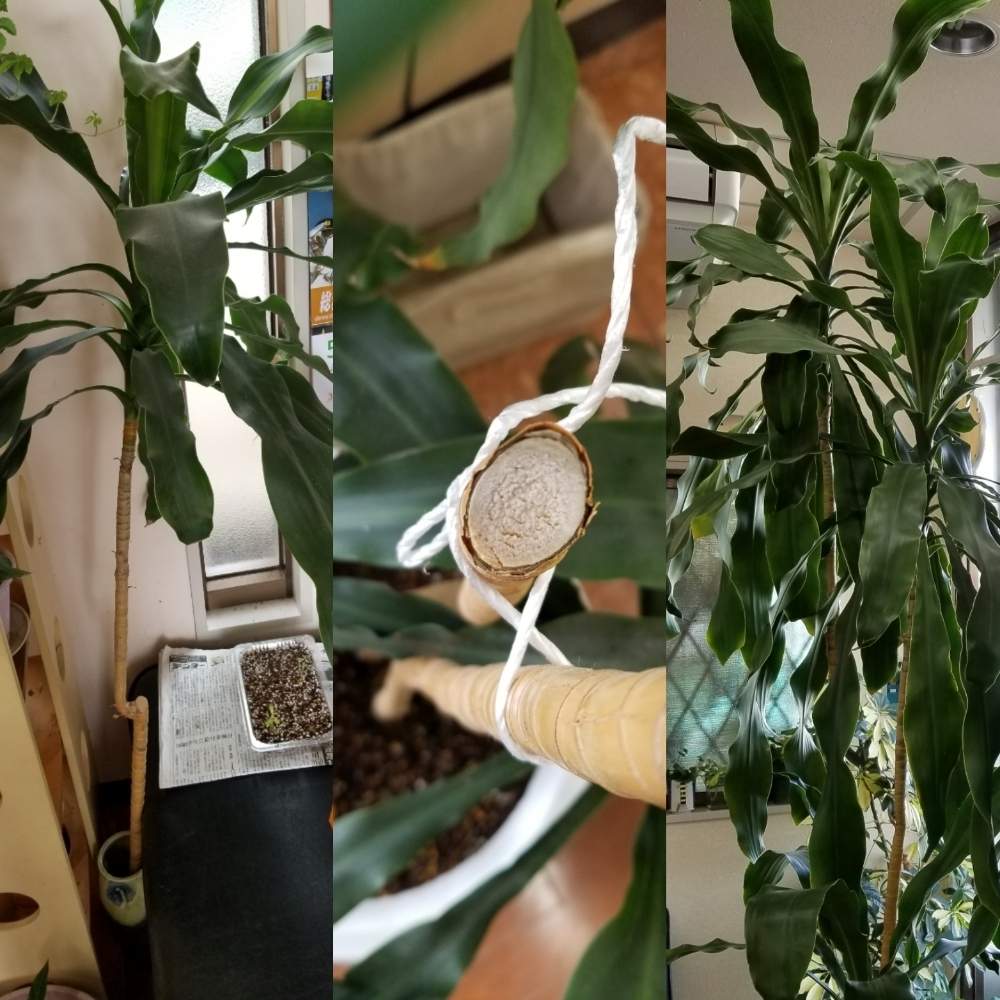 ドラセナマッサン 幸福の木 の投稿画像 By りょうたんさんさん 小さな庭と挿し木 挿し芽と部屋の中とおうち園芸と鉢植えと15年目と花のある暮らしと11号鉢と挿し木 挿し芽と部屋の中とおうち園芸と鉢植えと15年目と花のある暮らしと11号鉢 月5月15日