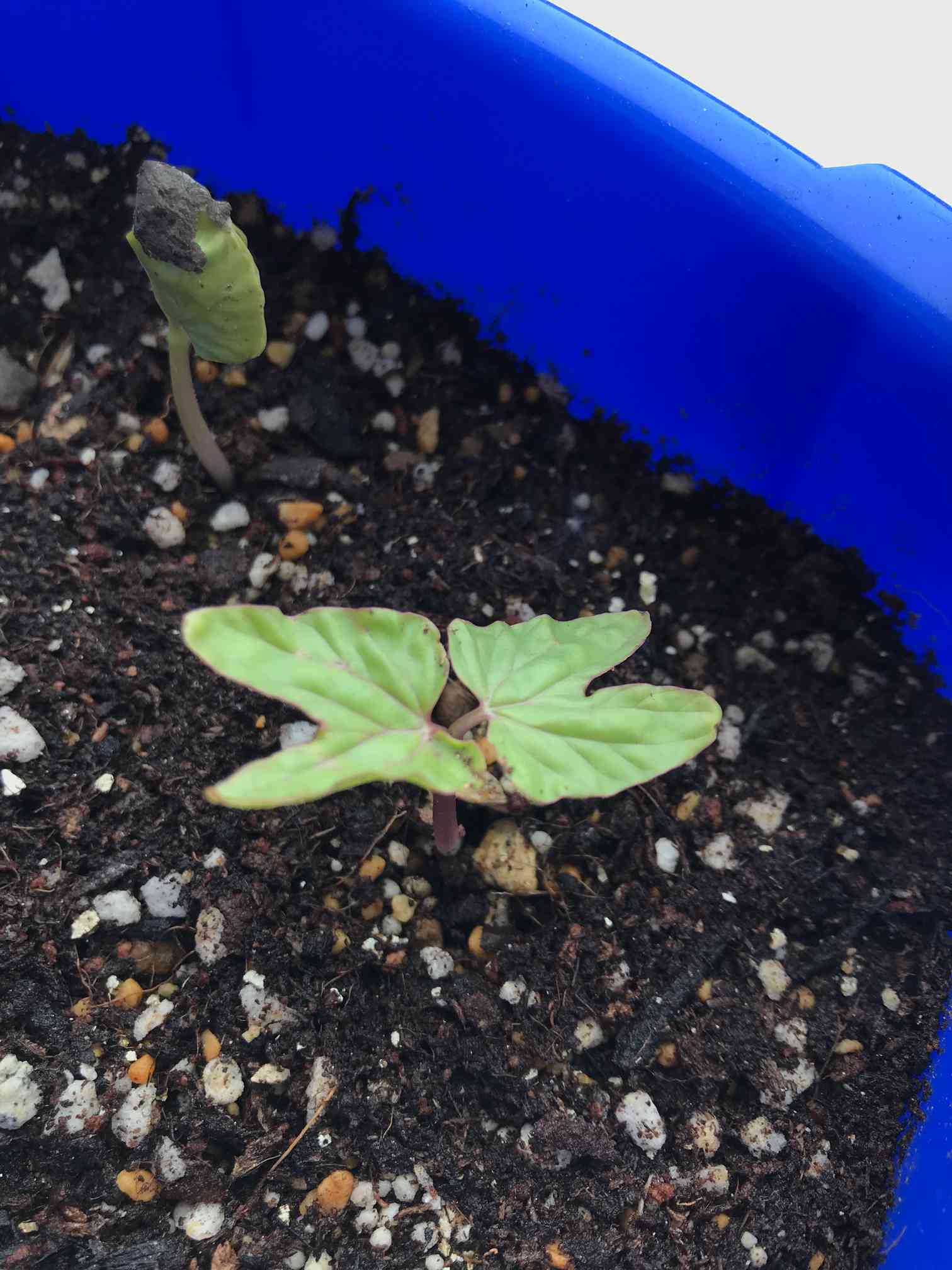 あさがお（朝顔）の成長記録｜🍀GreenSnap（グリーンスナップ）