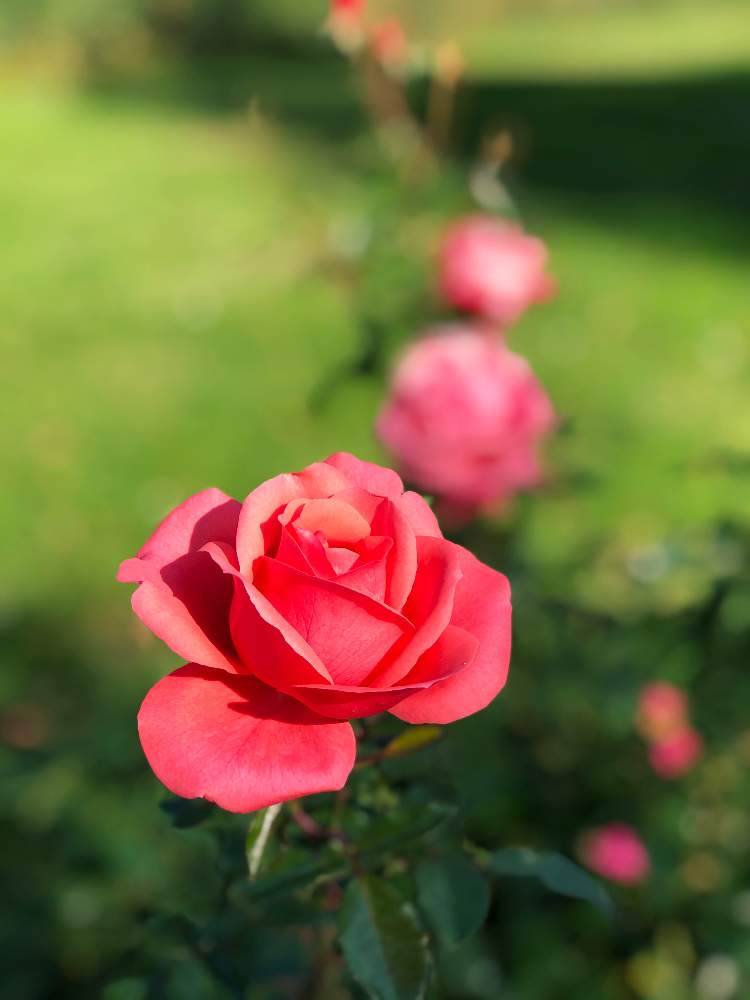 スイスの投稿画像 By わいださん Rose Garden 月5月15日 Greensnap グリーンスナップ