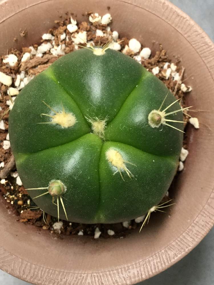 サボテン科の投稿画像 By ツリスリさん ダイソーと楽しく自粛と発見と100均サボテンとギムノカリキューム属と ミニサボテンと花のある暮らしとサボテンの花と多肉初心者といやし 月5月15日 Greensnap グリーンスナップ