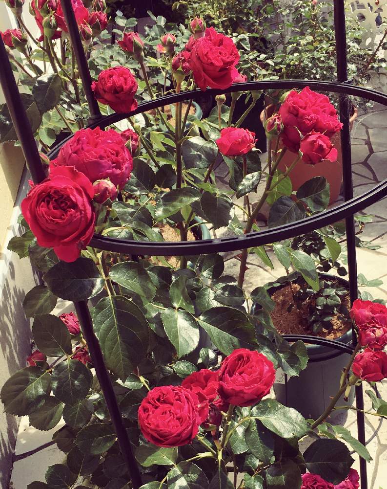 ルージュ ピエール ド ロンサールの投稿画像 By Cheerさん ルージュピエールドゥロンサールとネコのいる暮らしとネコ好きとやさしいきもちとおうち園芸と可愛い と可愛いとチーム愛知と赤い薔薇 月5月15日 Greensnap グリーンスナップ