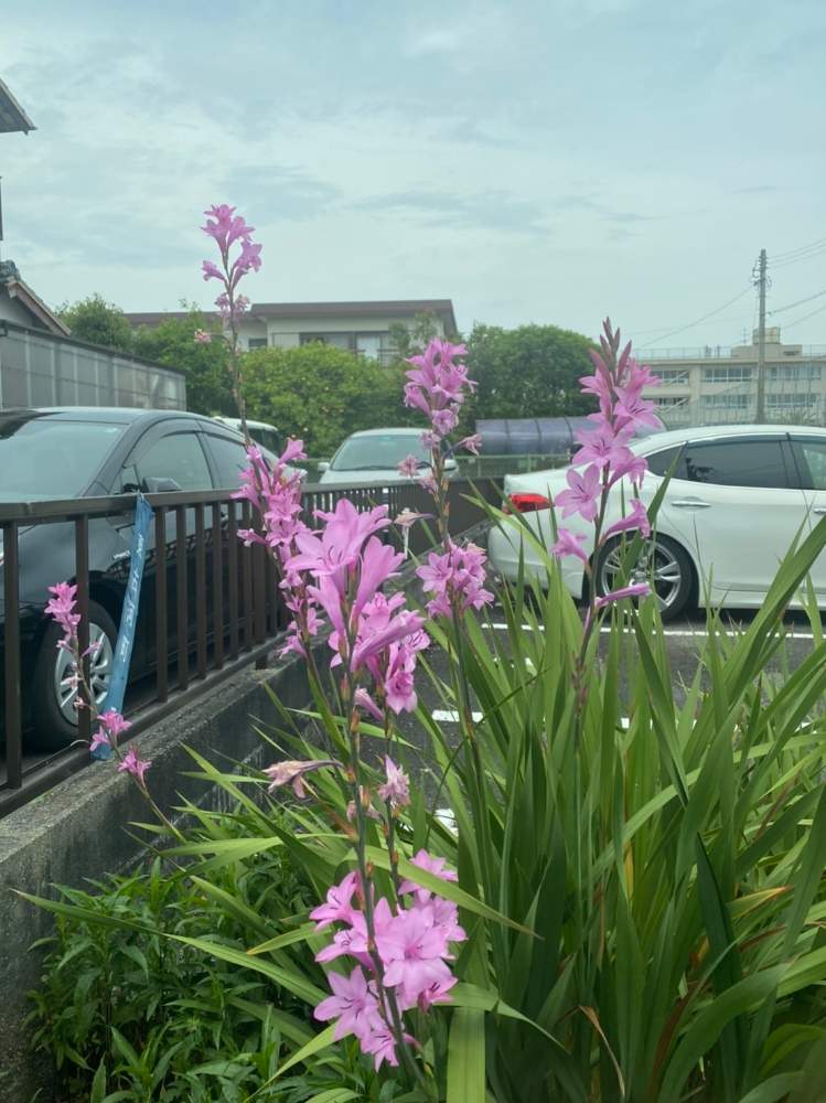 ピンクのヒオウギスイセンの投稿画像 By はなちゃんさん お出かけ先とワトソニアの花とピンクのヒオウギスイセンとワトソニアの花 月5月15日 Greensnap グリーンスナップ Greensnap グリーンスナップ